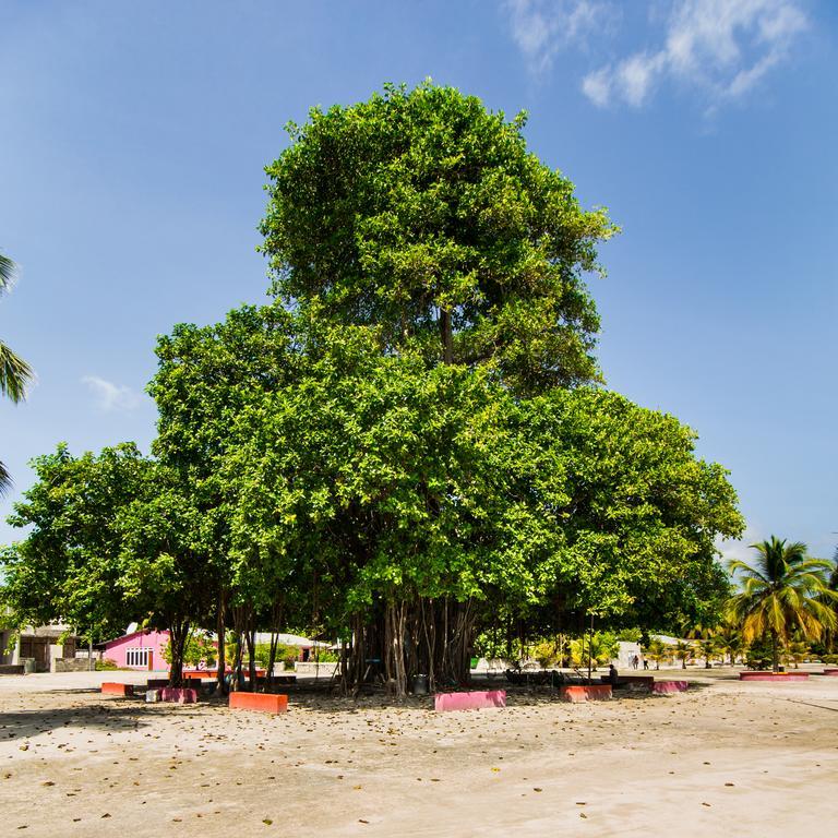 Villa Rosa Maldives Feridhoo Buitenkant foto